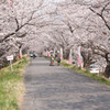 初めての桜並木