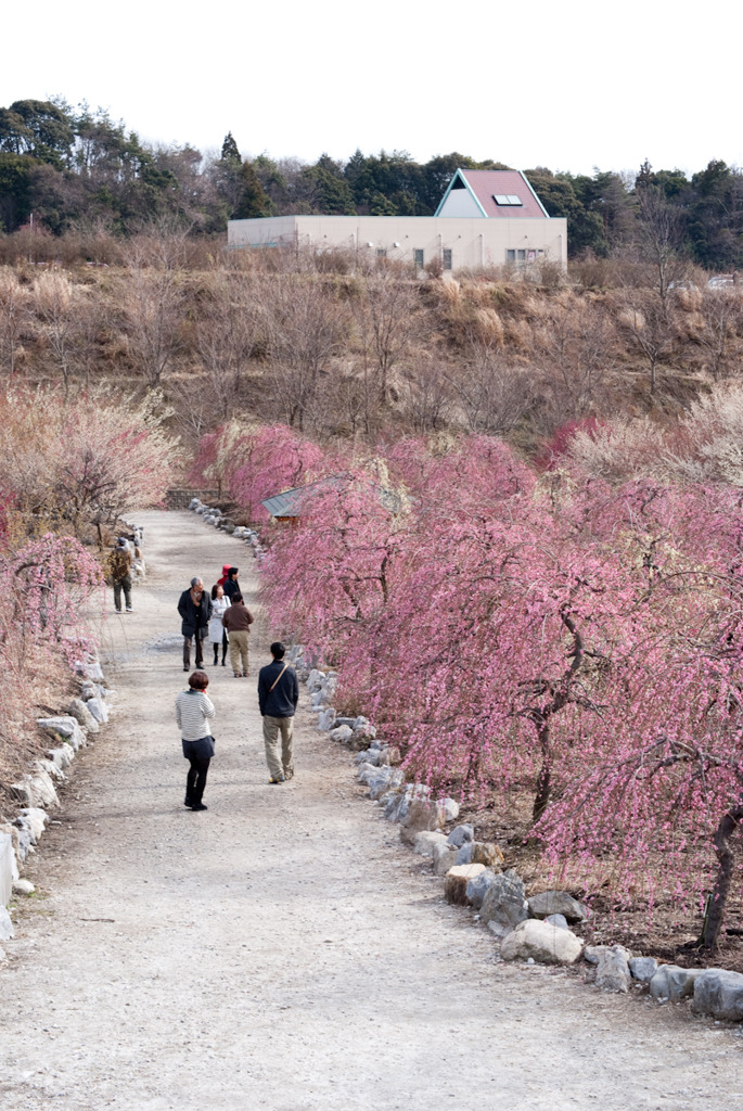 梅の公園