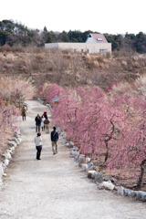 梅の公園