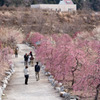梅の公園