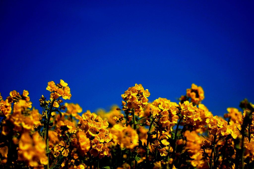 菜の花