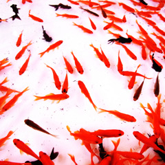 金魚。