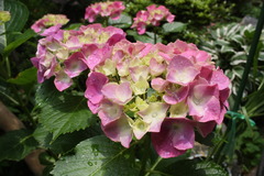 紫陽花の花