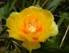 サボテンの花