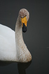 逞しい白鳥です!