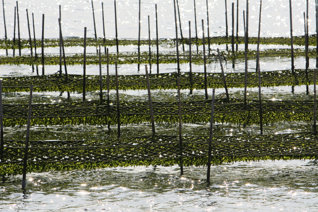 松川浦の海苔