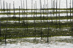 松川浦の海苔