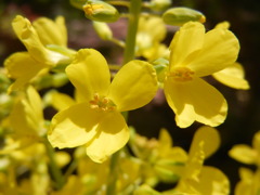 葉牡丹の花