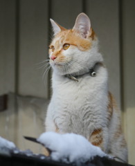 雪の朝の嵐