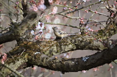 梅の木のベニマシコ♀