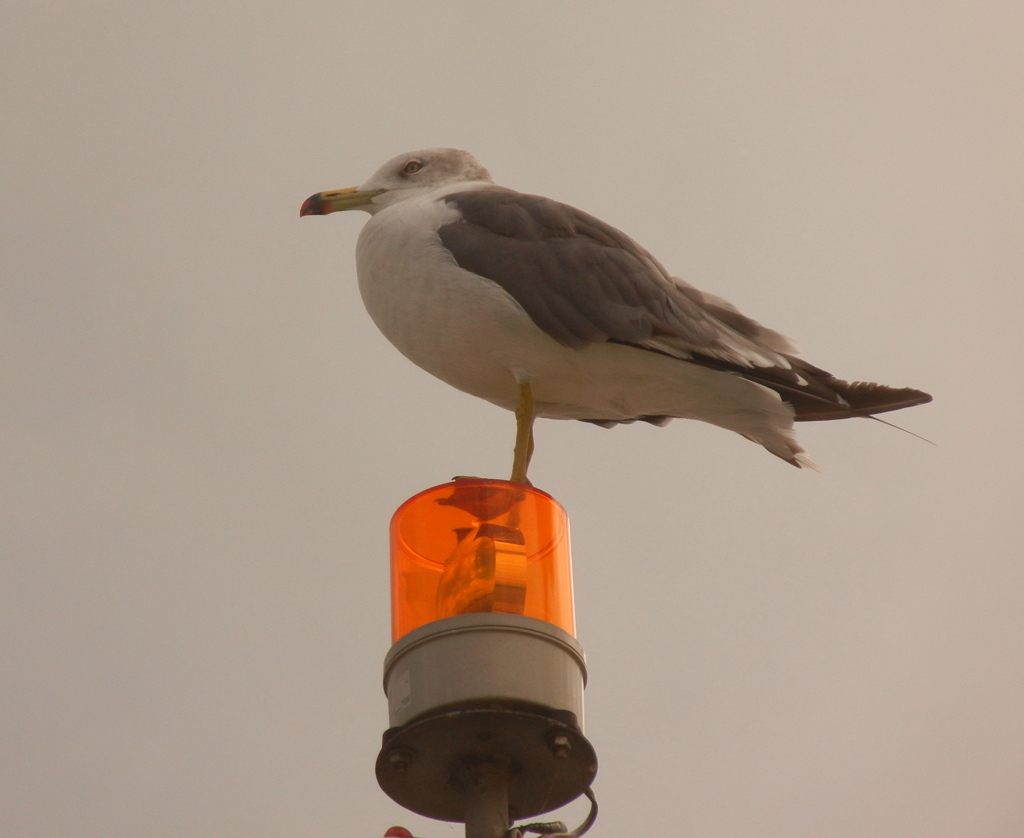 「鳥の海」の鳥