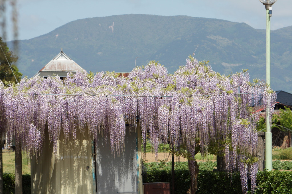 藤の花