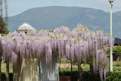 藤の花