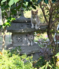 灯籠と猫