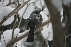 雪が積もってますよ~!