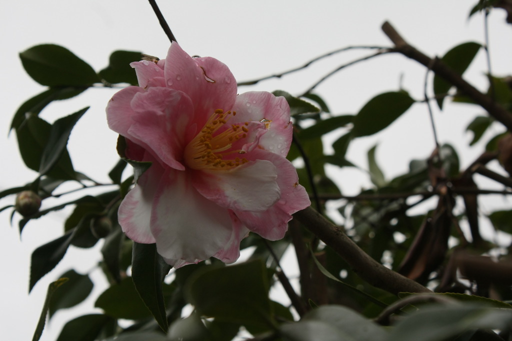 椿