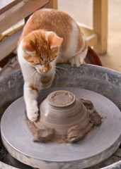 ロクロ廻しをする猫!!