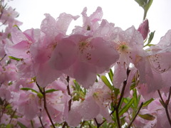 雨の雫