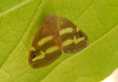 ベッコウハゴロモの成虫