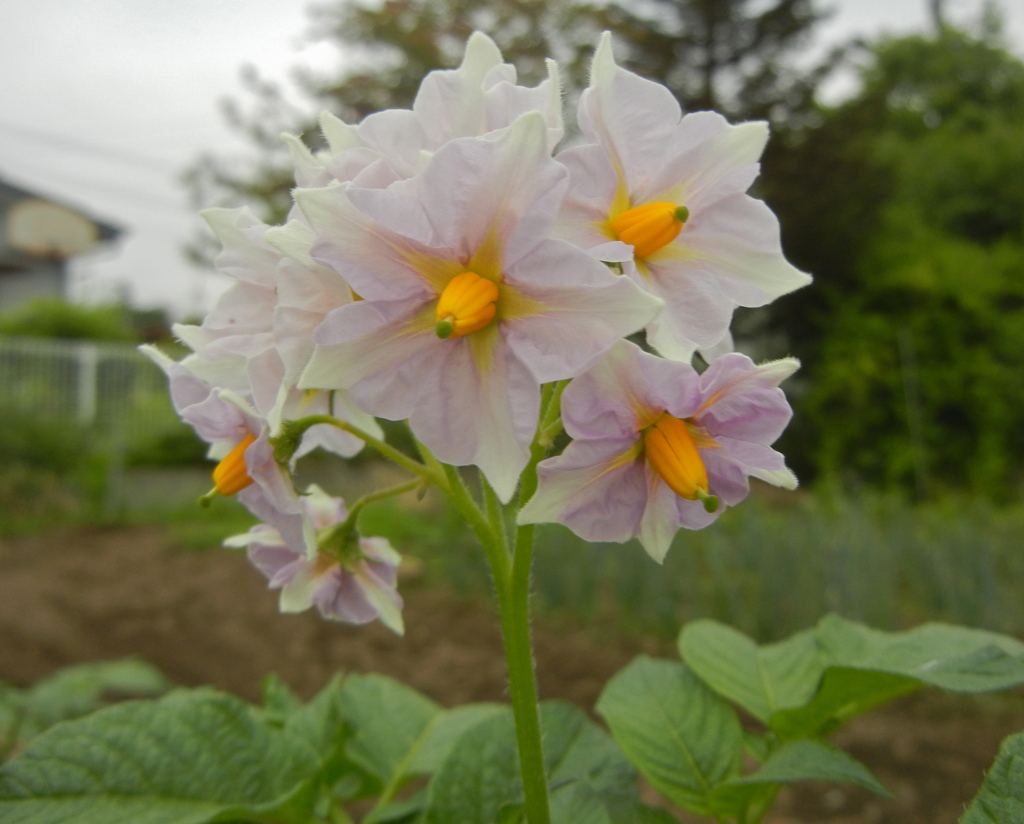 馬鈴薯の花