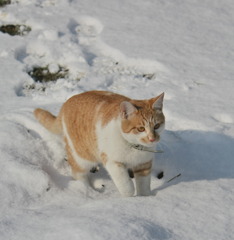 雪国の嵐