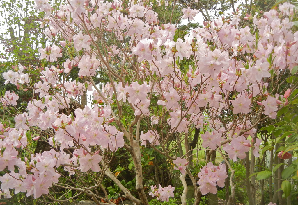 一気に八分咲き