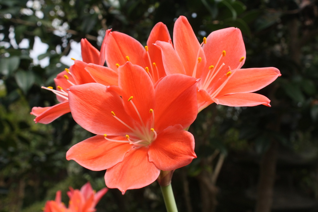 鮮色花