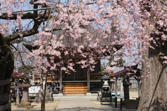 お地蔵様の桜