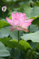 蓮
