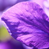 紫のキラメキ