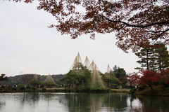 兼六園の雪づり