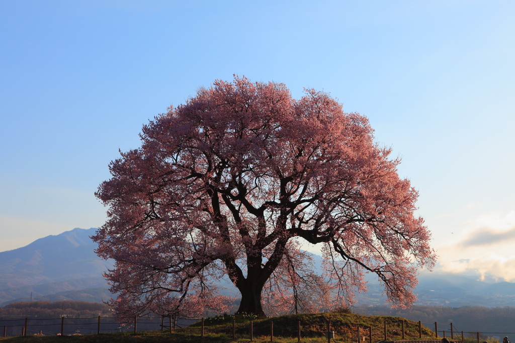 孤高の桜さん、また来年