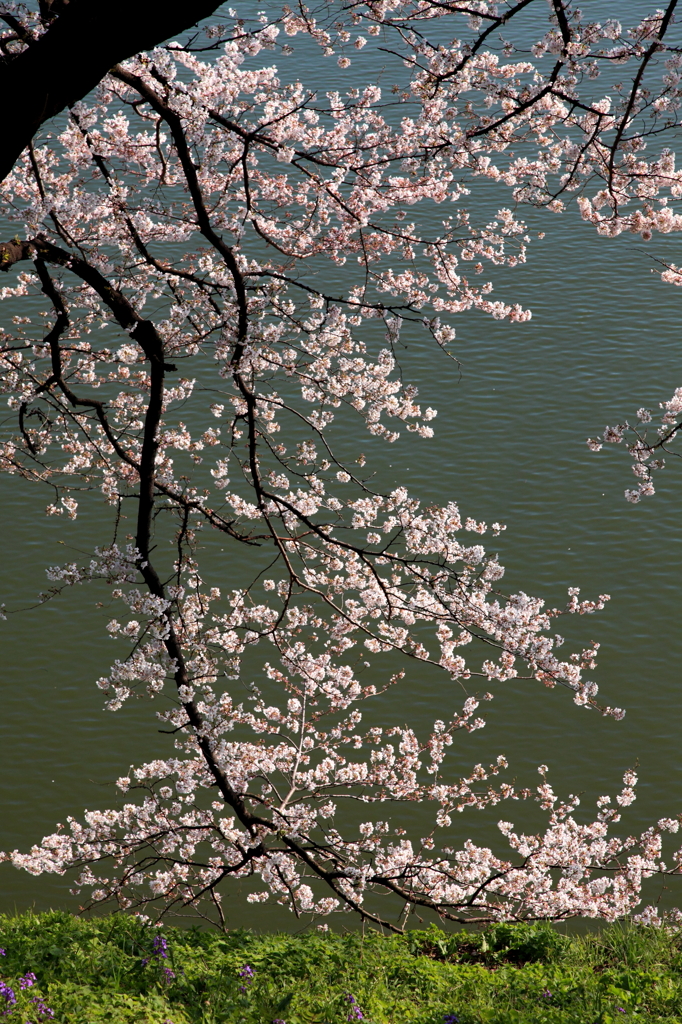 千鳥ヶ淵の桜２