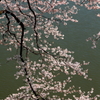 千鳥ヶ淵の桜２