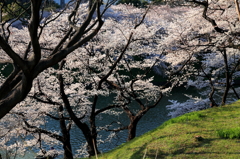 千鳥ヶ淵の桜３