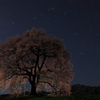 わに塚の桜、ライトアップ