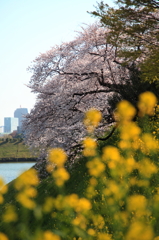 千鳥ヶ淵の桜１