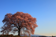 朝日を浴びて