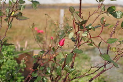 花１