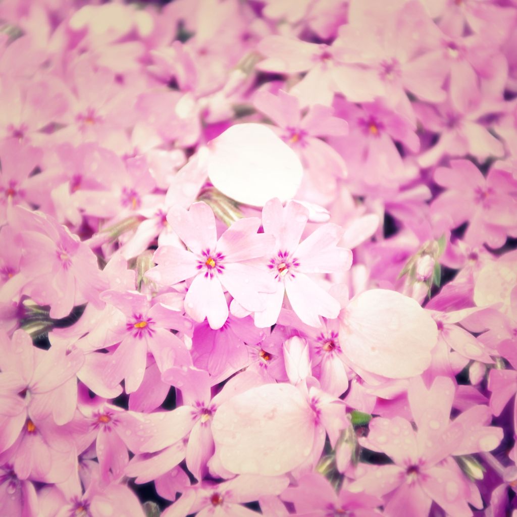 芝桜
