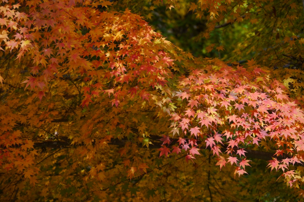 紅葉