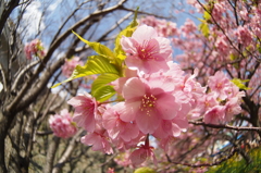 河津桜