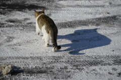 野良猫