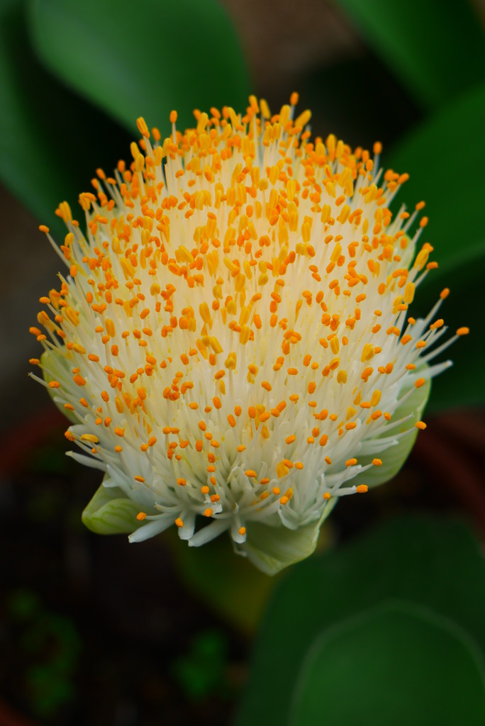 サボテンの花