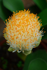 サボテンの花