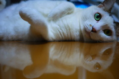 逢わせ鏡