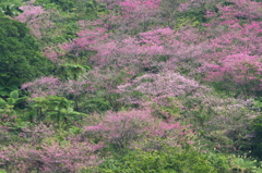 南国的桜景色