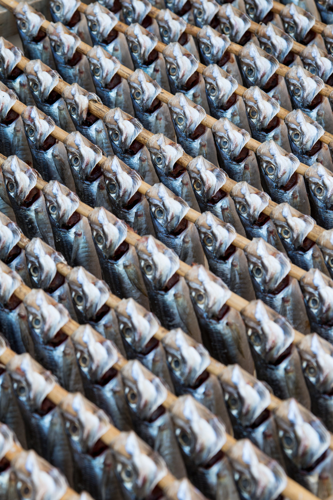魚魚魚