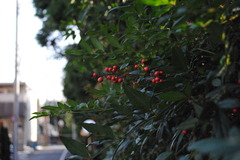 DSC_0119