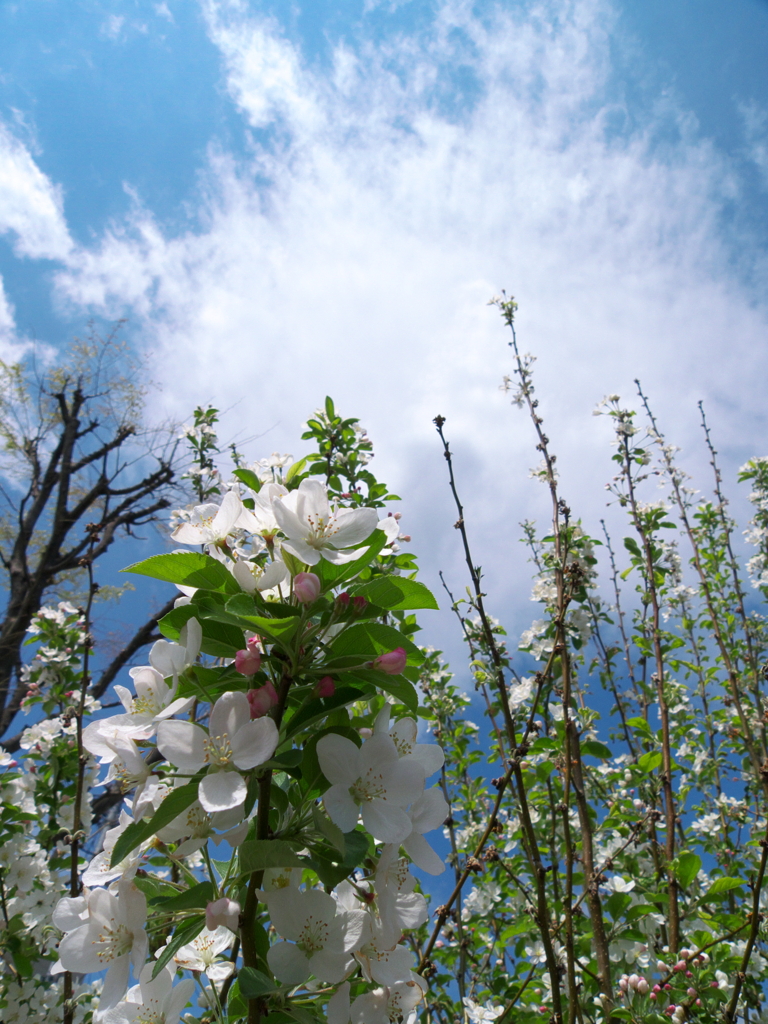 桜・浦安